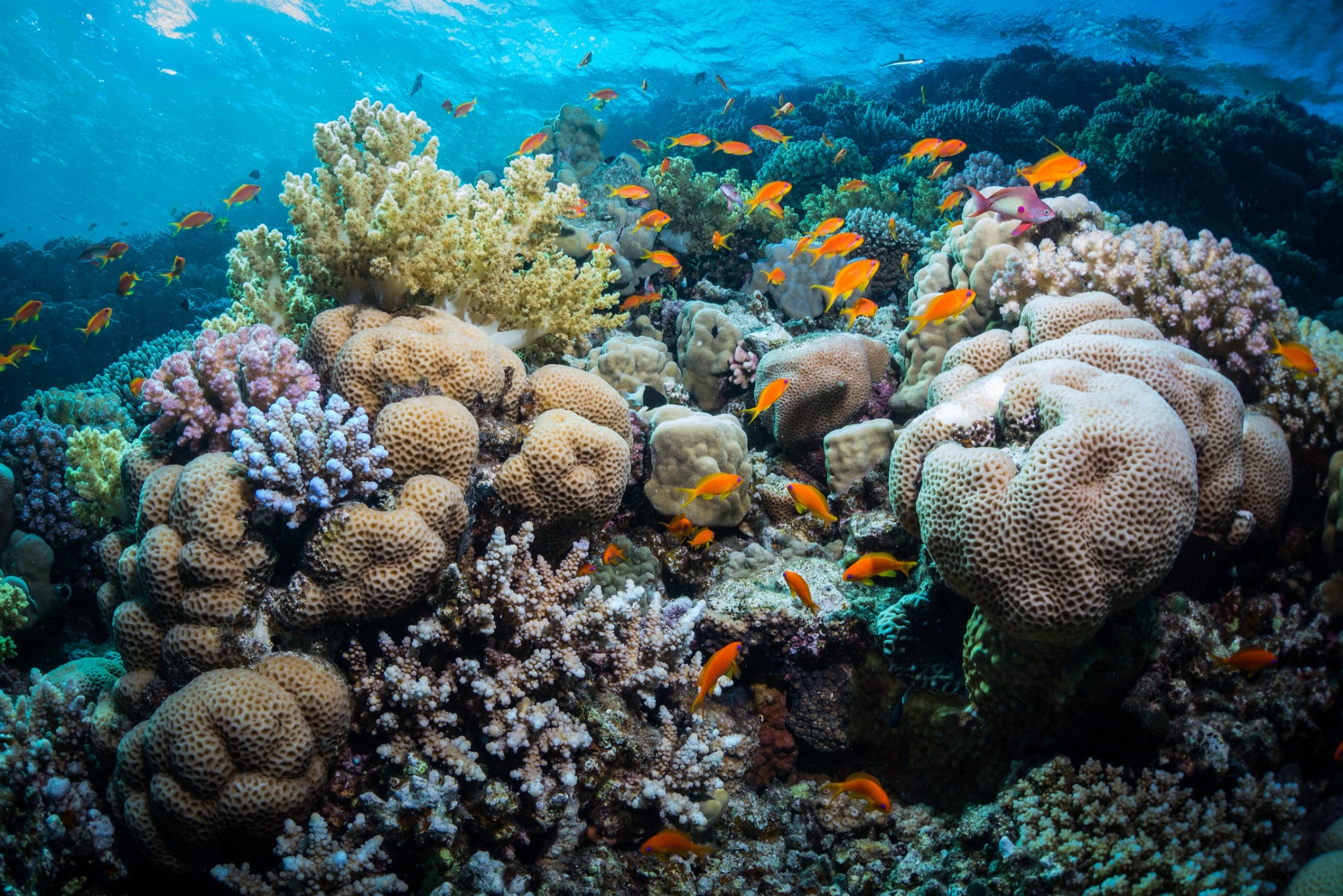 Fury Shoals - Liveaboard Diving