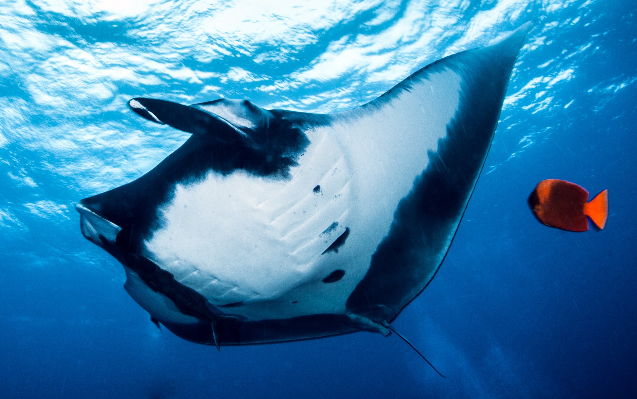 Socorro Islands - Liveaboard Diving