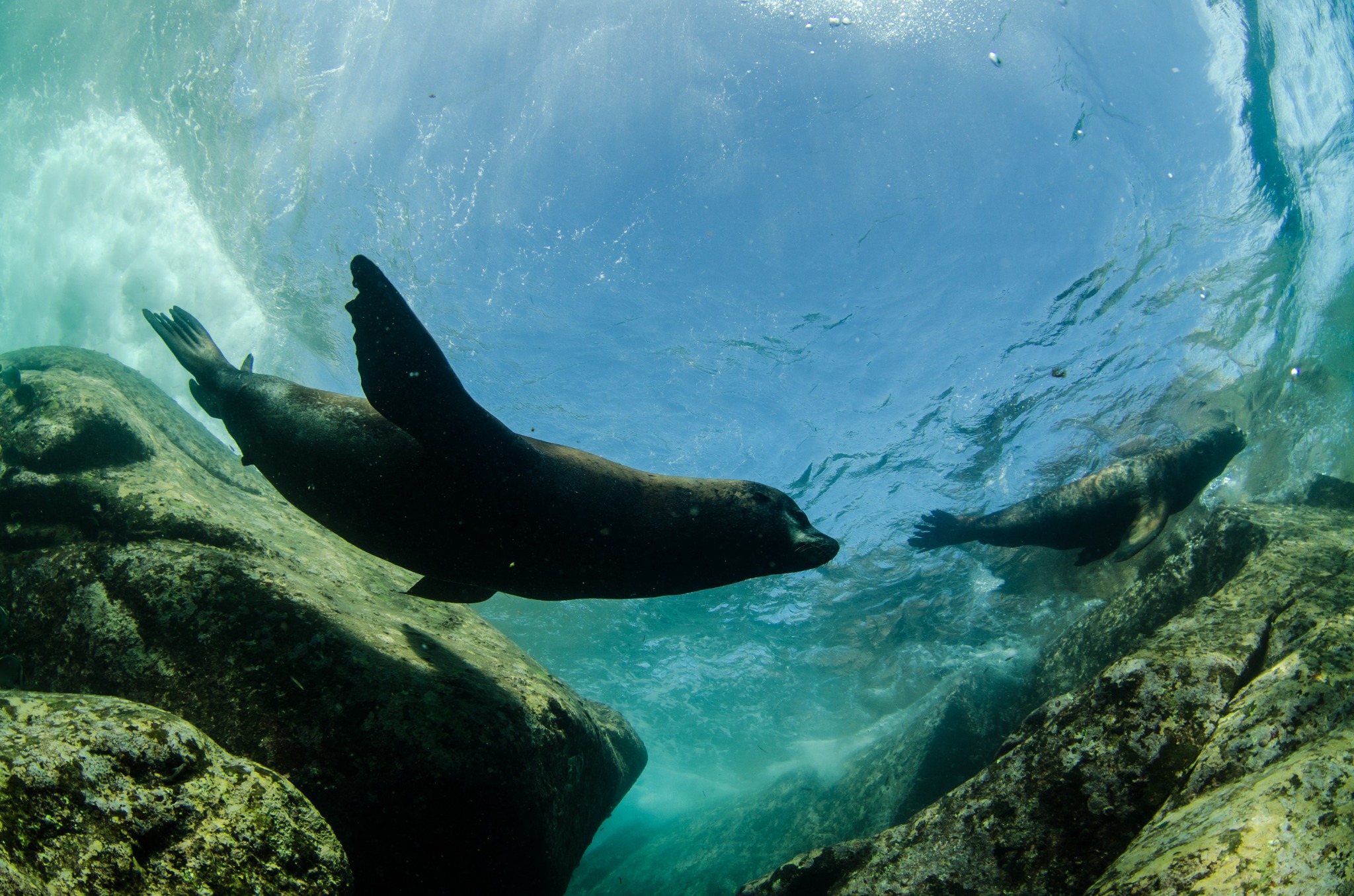 Sea of Cortez - Liveaboard Diving