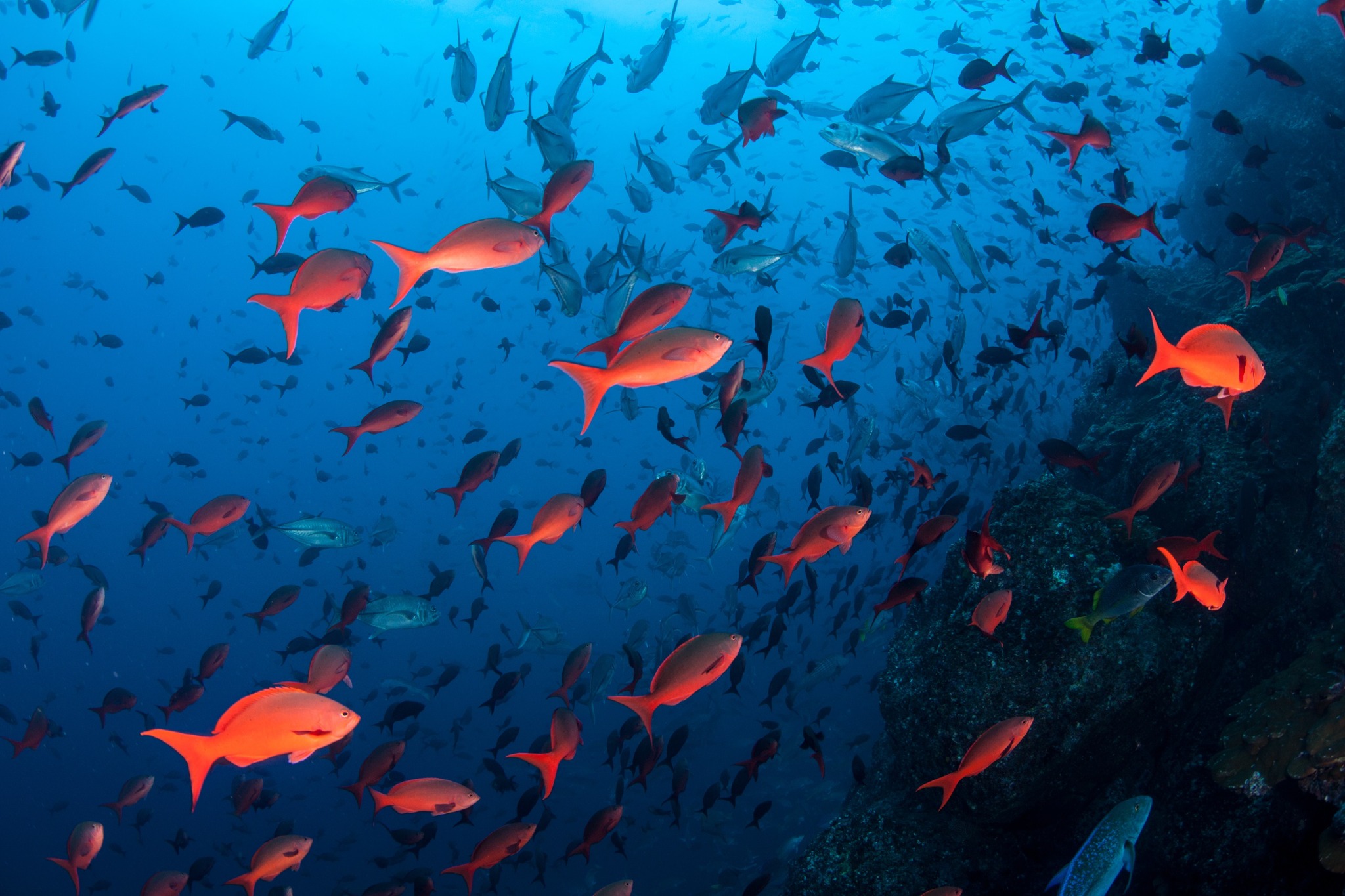 Cocos Island - Liveaboard Diving