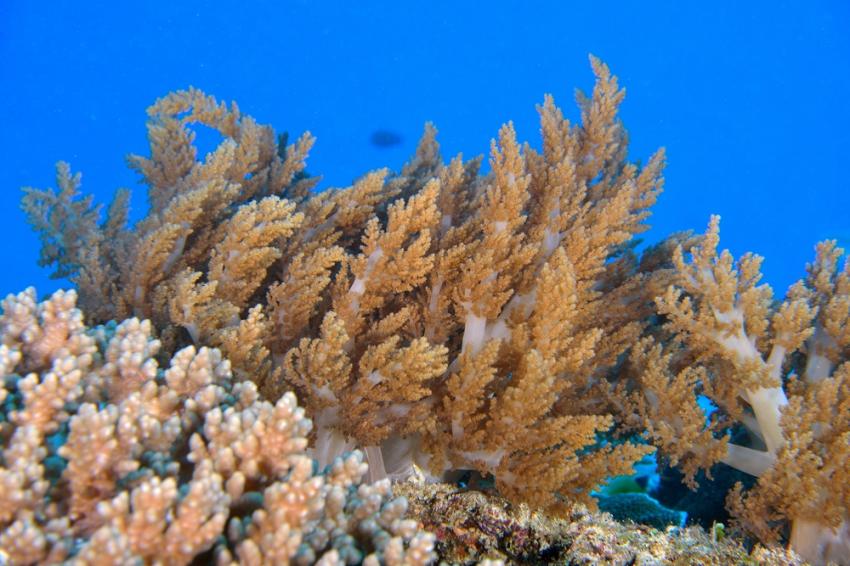 LIVEABOARD DIVING IN Tanzania