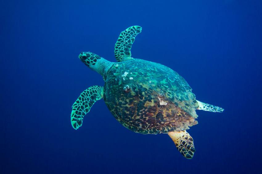 LIVEABOARD DIVING IN Mozambique