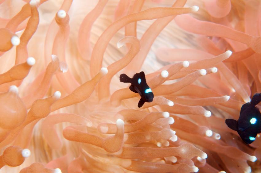 LIVEABOARD DIVING IN Mauritius