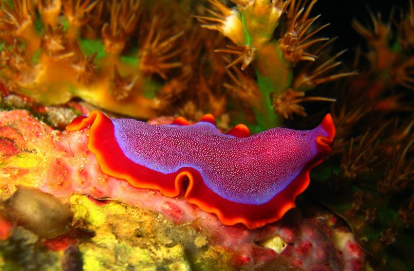 LIVEABOARD DIVING IN Malta