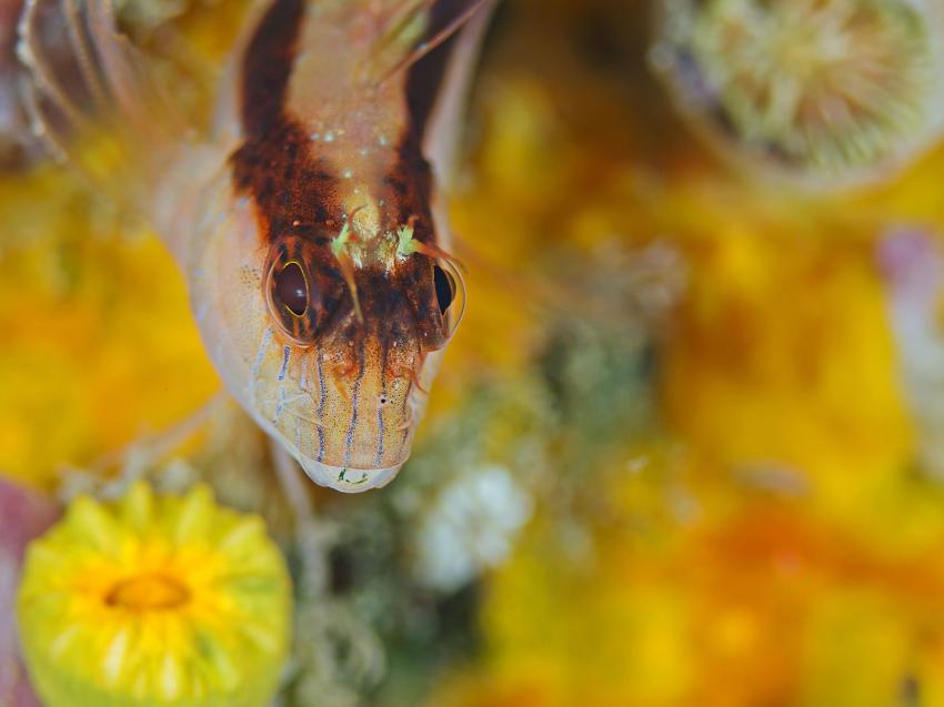 LIVEABOARD DIVING IN Italy