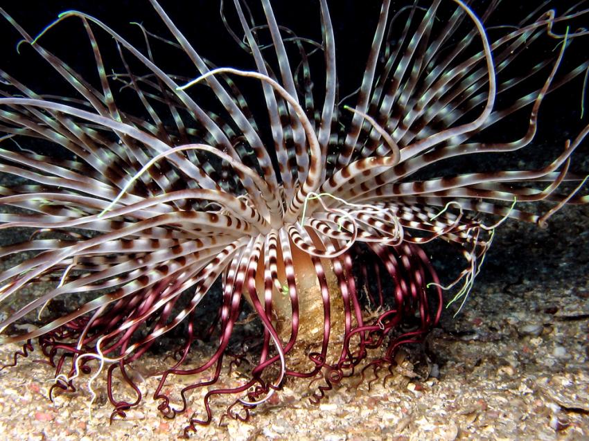 LIVEABOARD DIVING IN Turkey