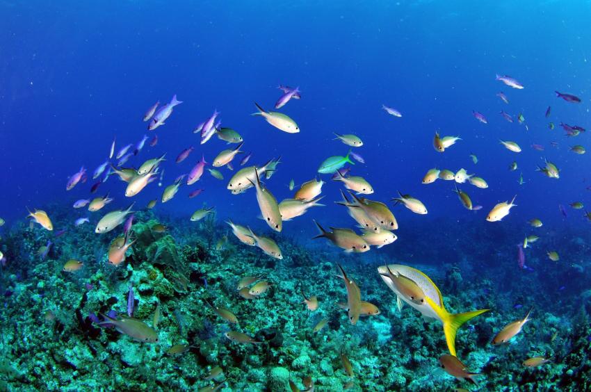 LIVEABOARD DIVING IN Saint Lucia