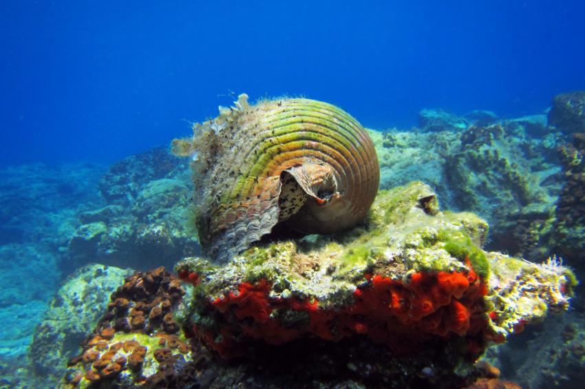 LIVEABOARD DIVING IN Greece